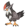 staraptor