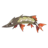 barraskewda